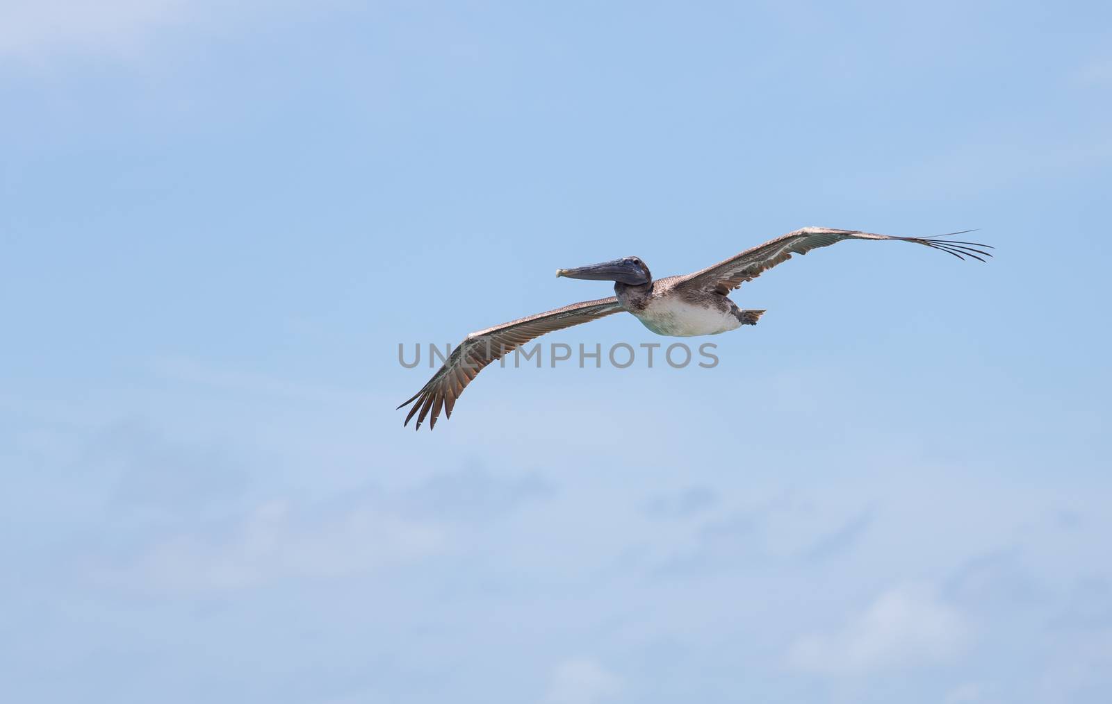 Brown Pelican Soaring Abov e Marathon Key by picturyay