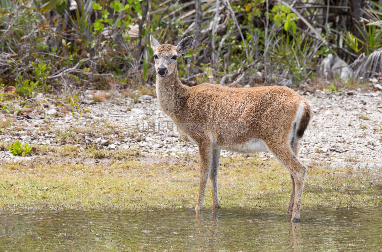The key deer only live in the Florida Keys. They were nearly extinct in the 1950's dwindling to an estimated 25 deer!. The population now is estimated at between 300 to 800 deer. The key deer remain on the endangered species list and a National Key Deer Refuge has been established in Big Pine Key and No Name Key.