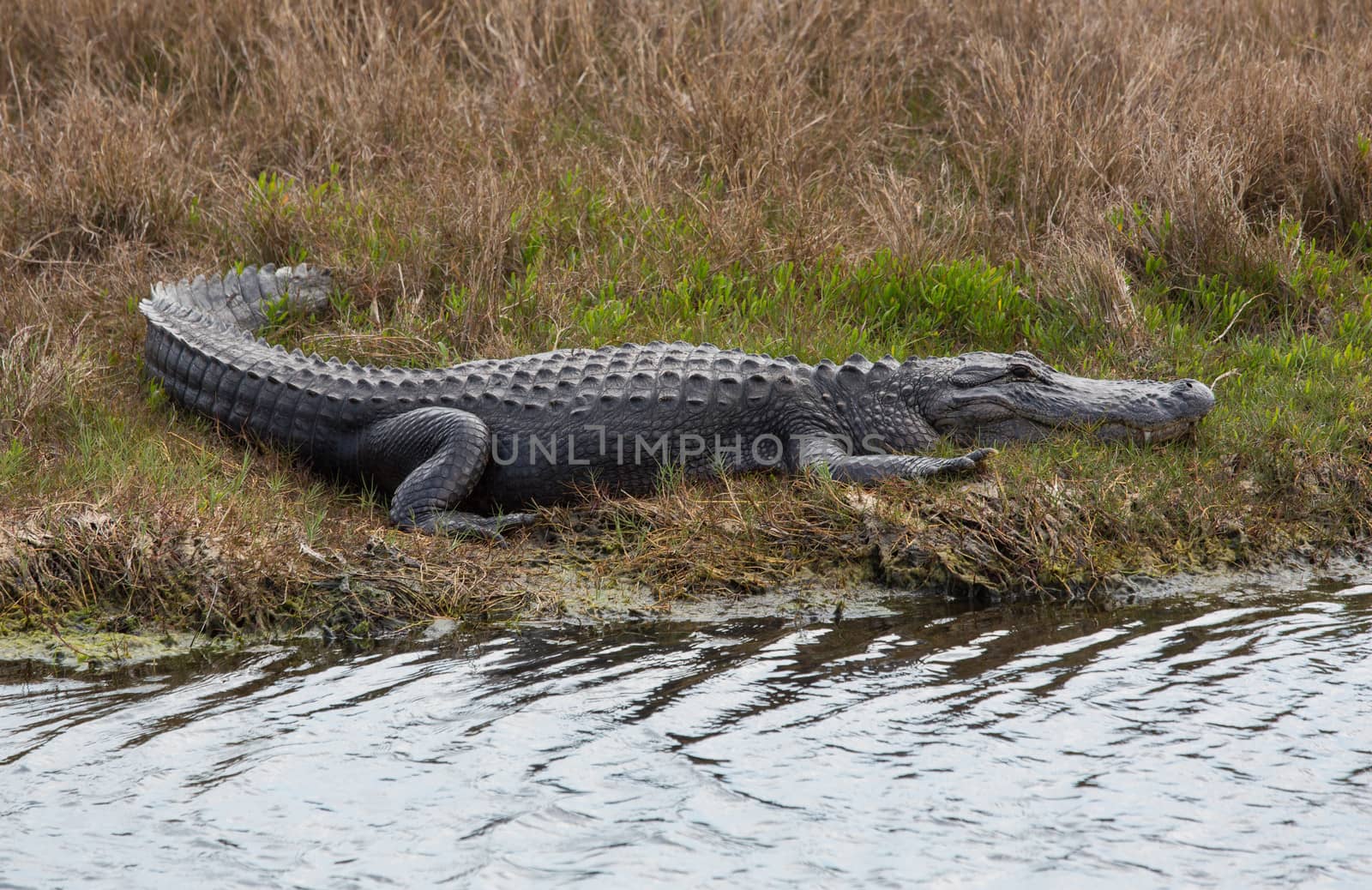 Shapely Sunbathing Alligator by picturyay