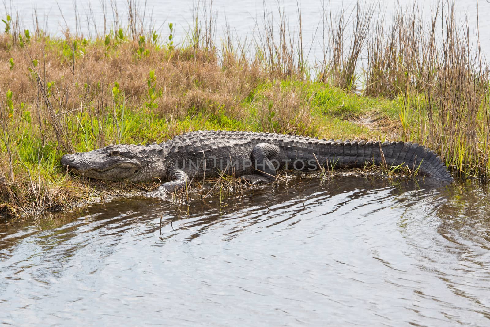 Gators don't seem to have problems with other critters disturbing their sleep. Other than the occasional photographer or tourist, life is good. The gator population has grown in recent years thanks to legislation and places like the Merritt Island National Wildlife Reserve.