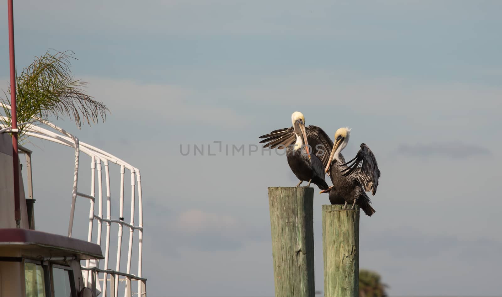 Three brown pelicans are resting on posts at the local marina. The one is probably just stretching or drying it's wings, but they sure look friendly to me! I find pelicans to be so comical looking. They just bring a smile to my face by being there. These guys look like long-time buddies simply enjoying being together.