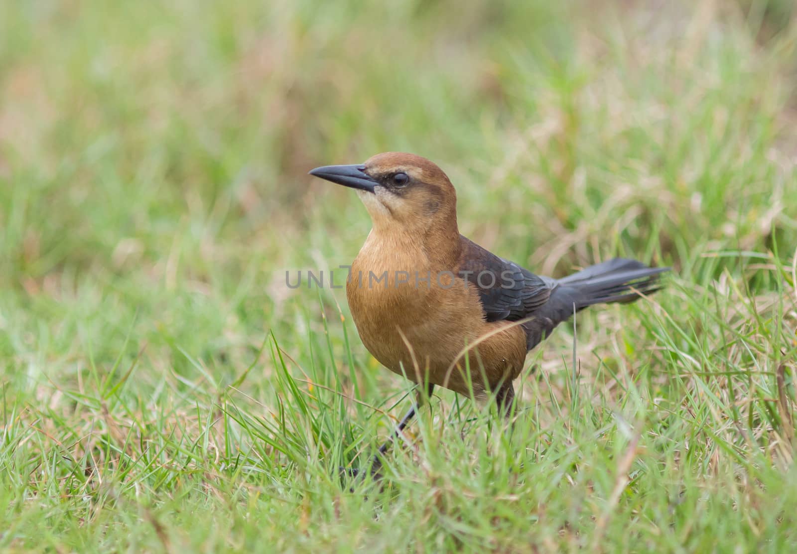 This female Boat-tailed Grackle looks both self-assured and confident. Bring it on world!