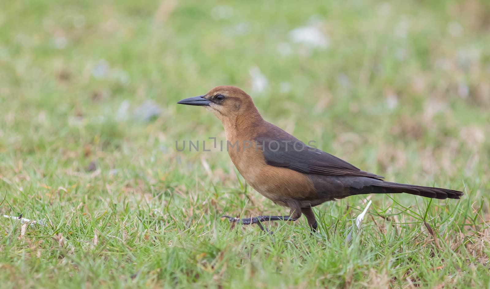 Lady Grackle on a Walk by picturyay