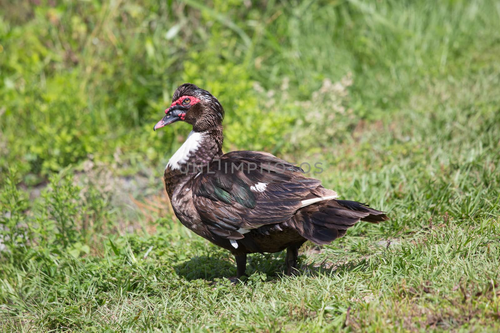 Muscovy Duck Portrait by picturyay