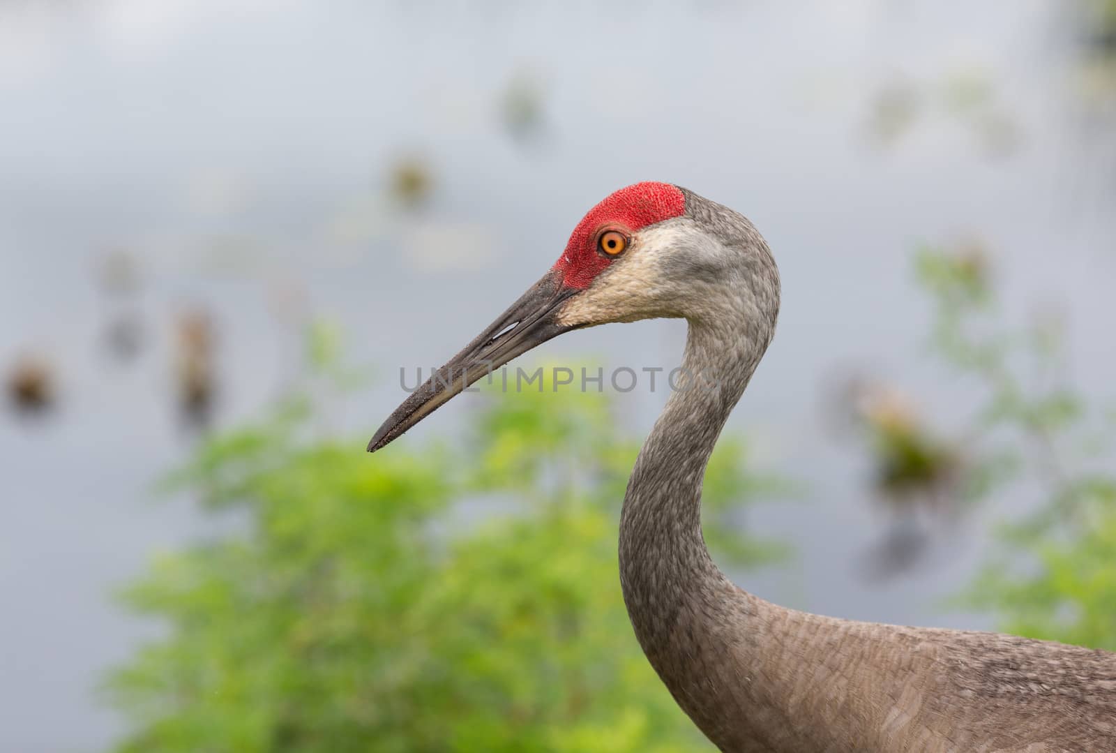 The Sandhill Crane is a year-round Florida resident. They are found in open fields or meadows. This one was in a local park in its never-ending quest for food.