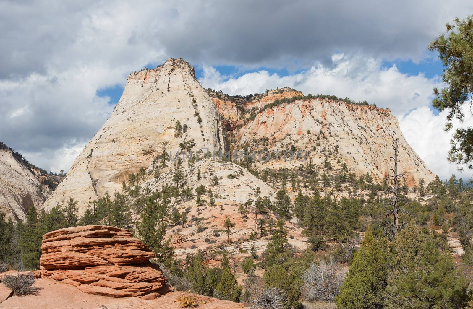 The red color in the rock at Zion National Park comes from iron oxide minerals. Red and white rock contrast nicely here.