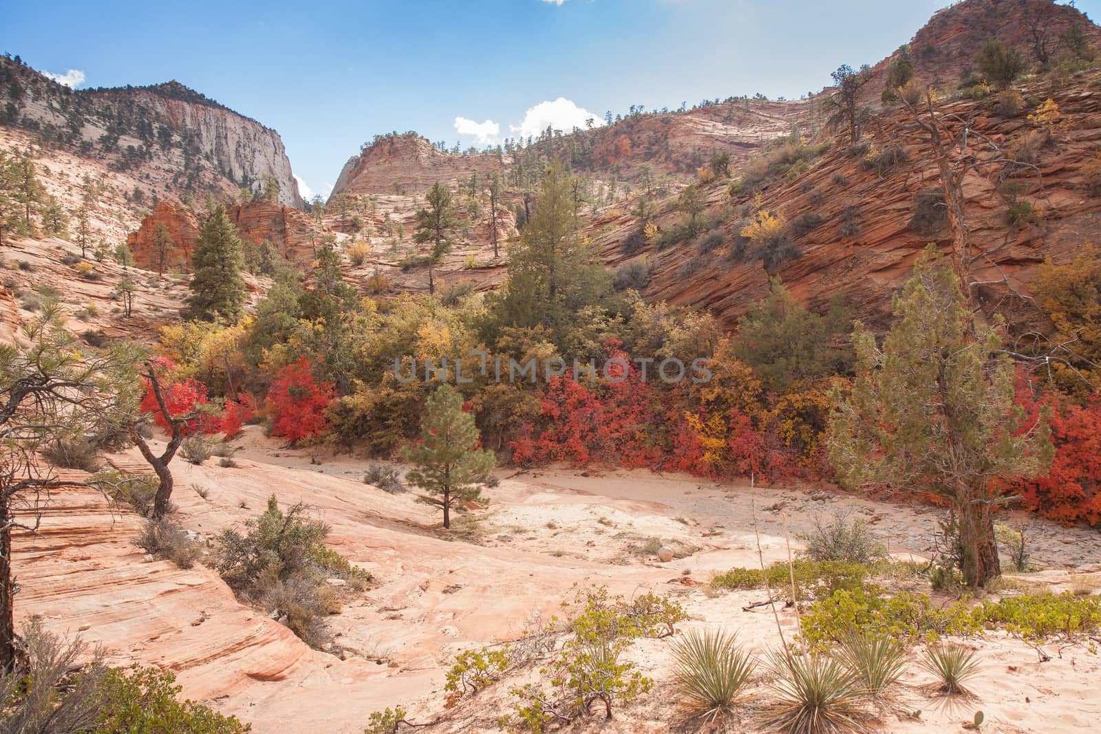 Red Leaves at Zion National Park by picturyay