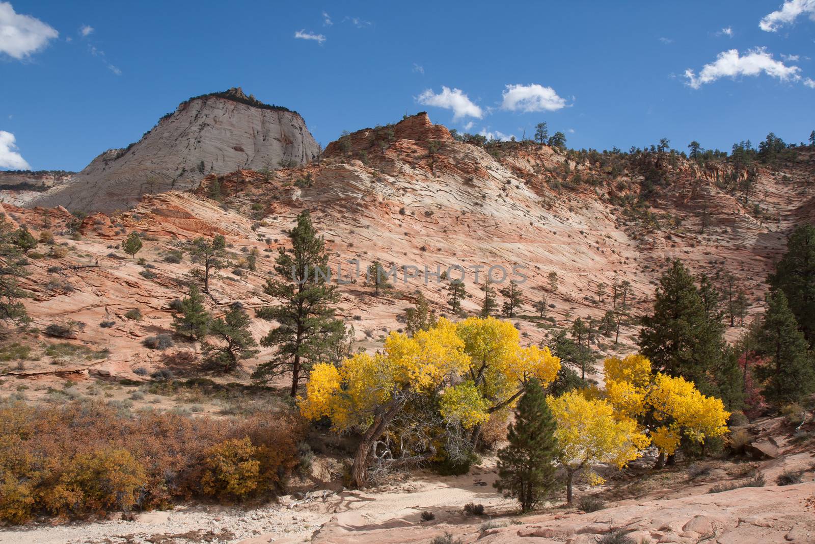 Fall Season at Zion National Park by picturyay