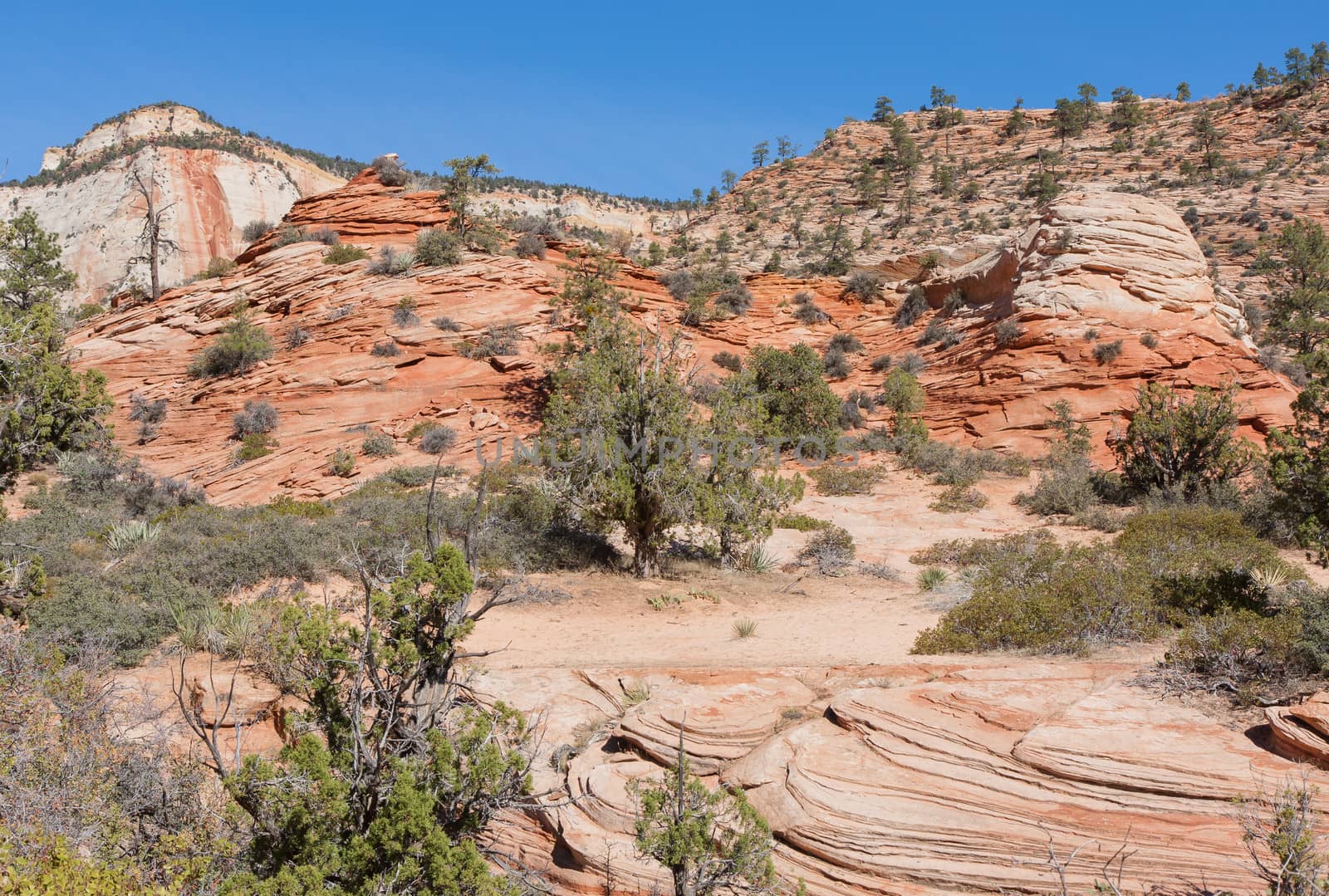 This looks like some alien landscape instead of a site within the United States. A trip to Zion National Park boggles the mind.