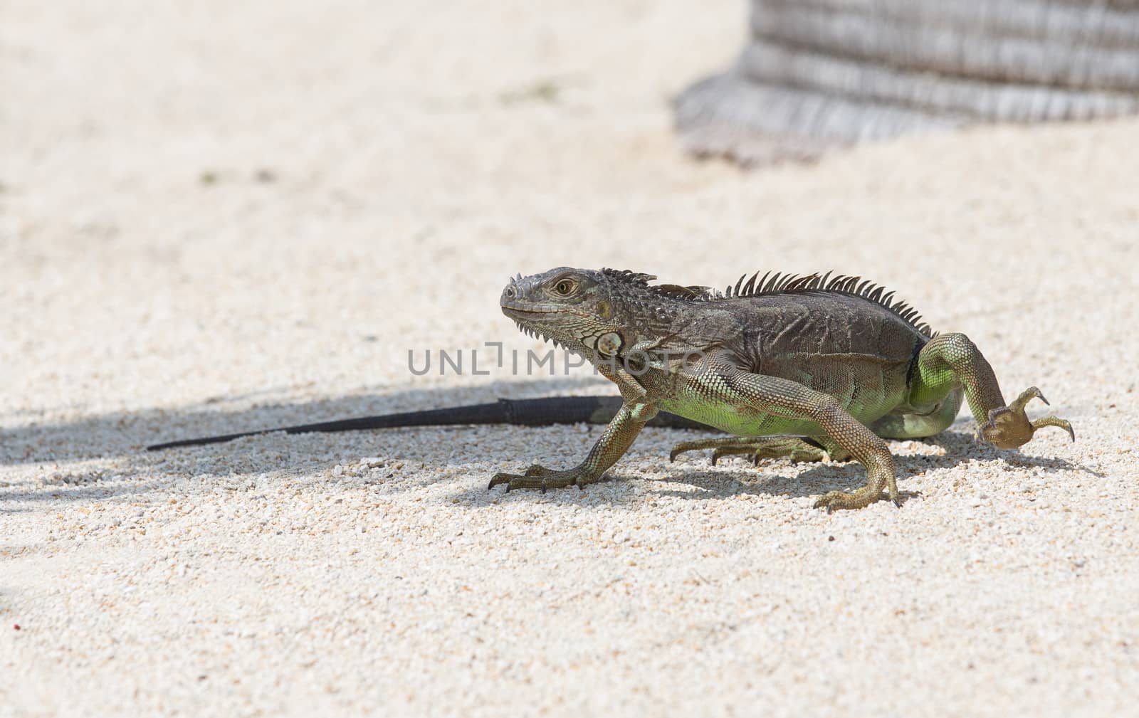 The image was taken at Marathon in the Florida Keys. Although Iguana are numerous in the Keys, they are not a native species. It is thought they were initially introduced to the area by disillusioned pet owners.
