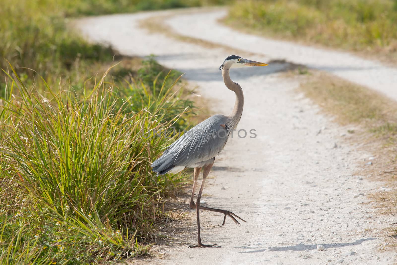 Why'd the Heron Cross the Road by picturyay
