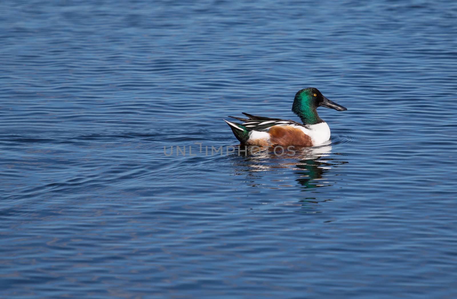 This Northern Shoveler male is decked out in his bright colors. The yellow eye contrasts distinctly with his green and black head.