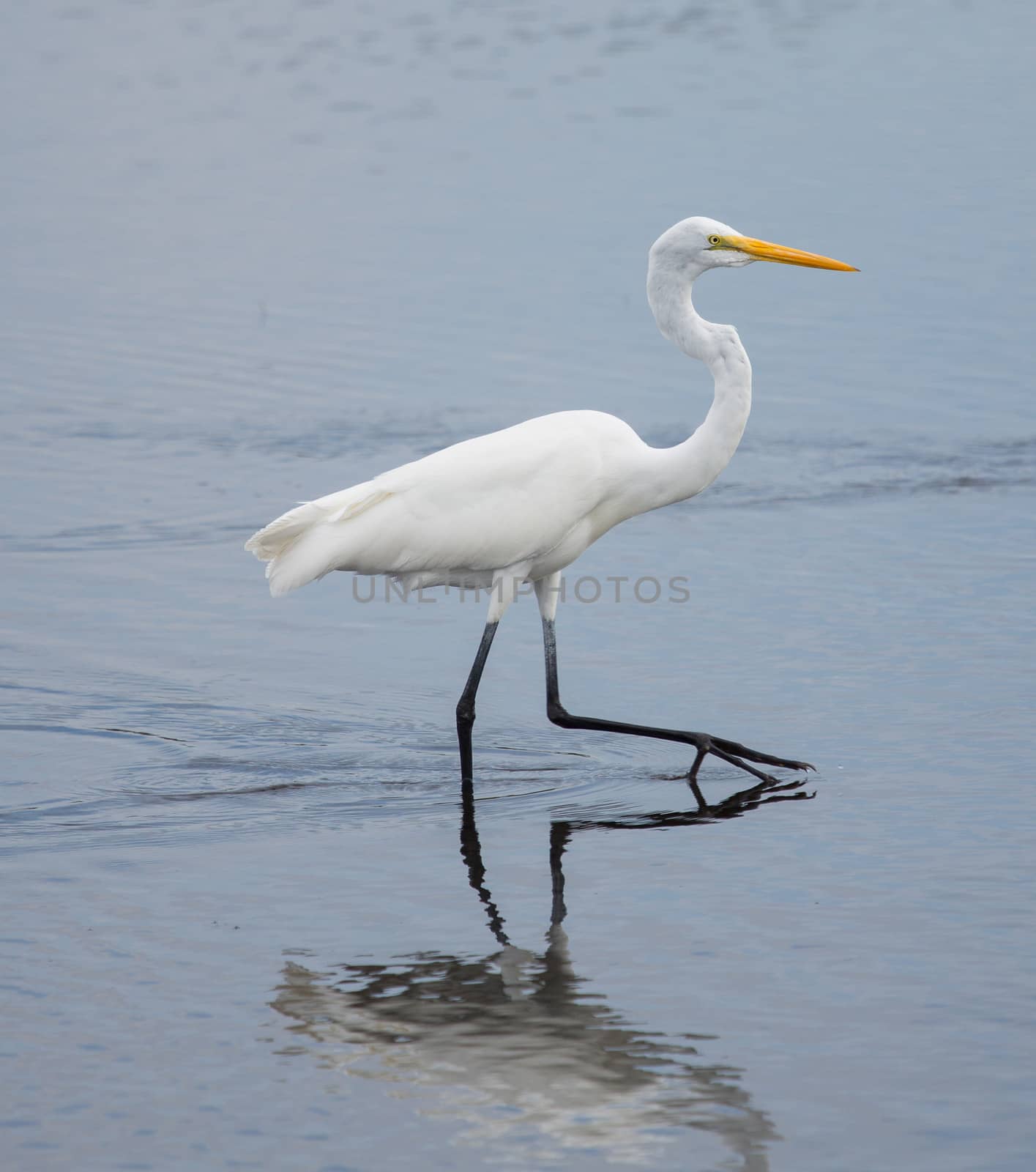 This Great Egret is striding purposely across the wetlands.