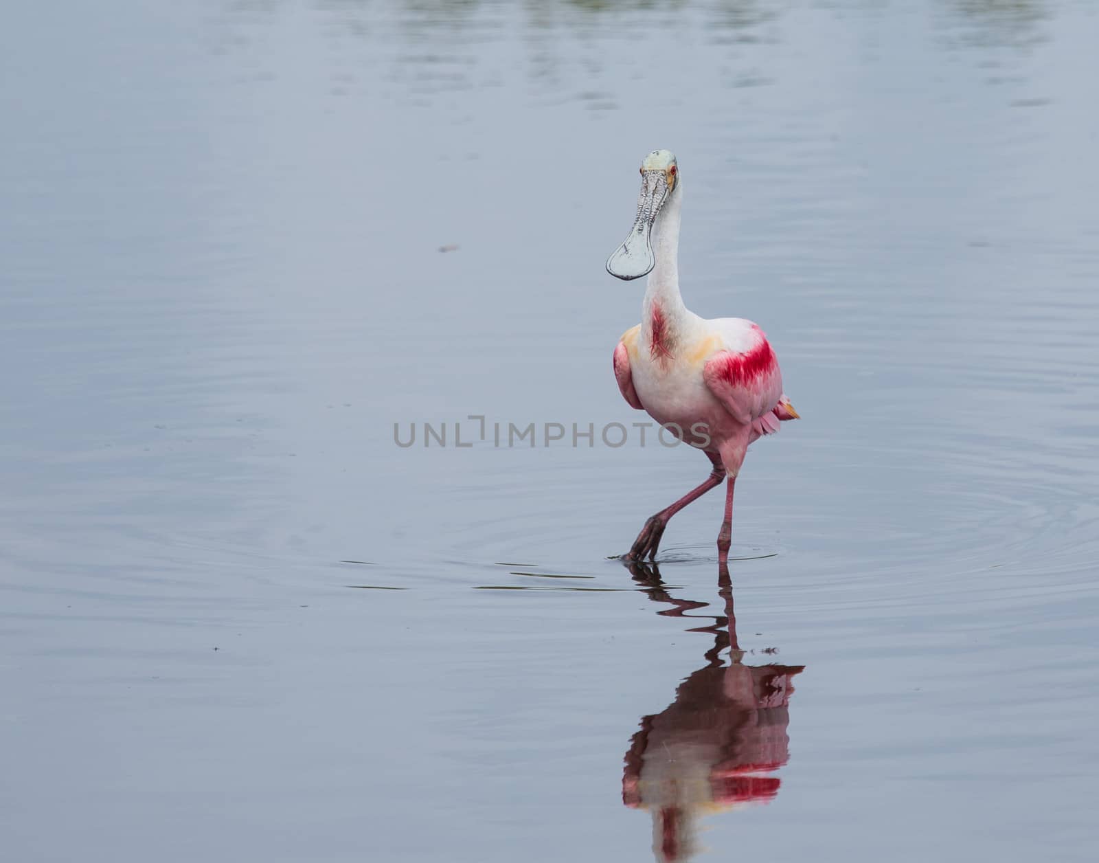 With beautiful, bright colors and an oddly-shaped head Roseate Spoonbills are graceful in flight and comical on the ground.