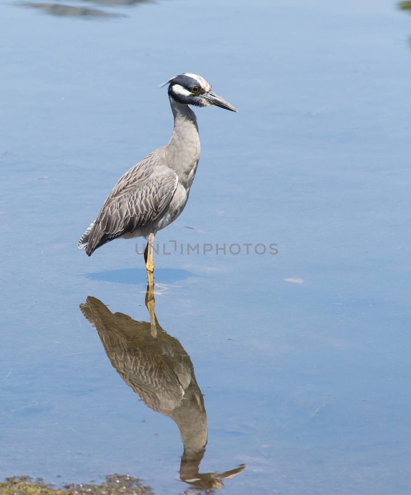 This Heron was at the Crystal River in Florida looking for some easy pickings.