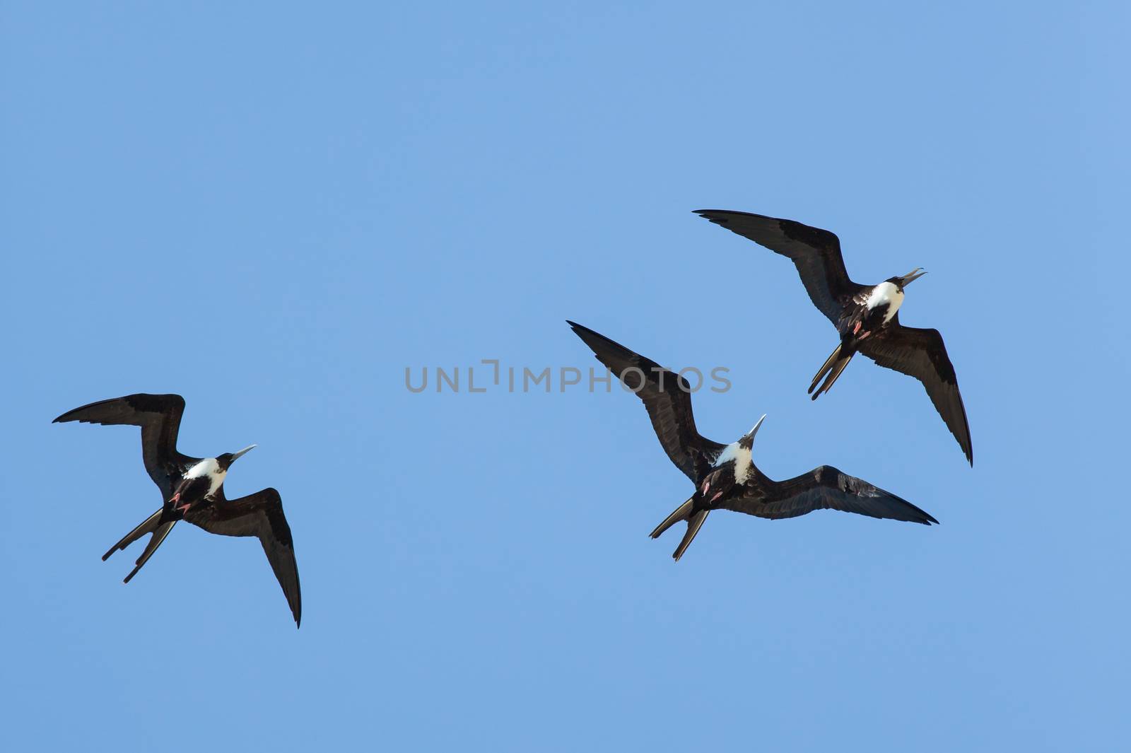 These three Magnificent Frigatebirds are cavorting over Fort Jefferson in the Dry Tortugas.