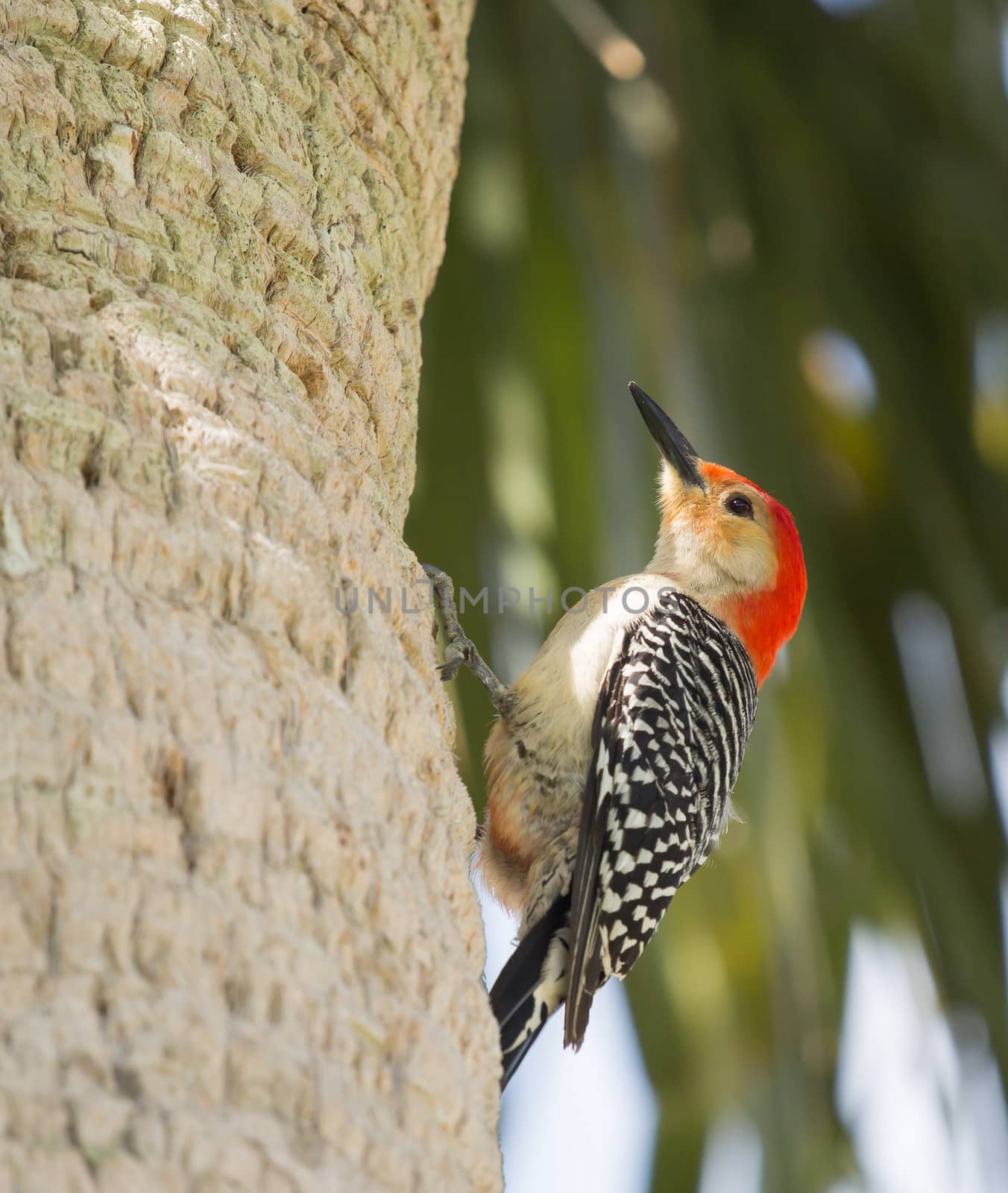 The Red Bellied Woodpecker Stare by picturyay