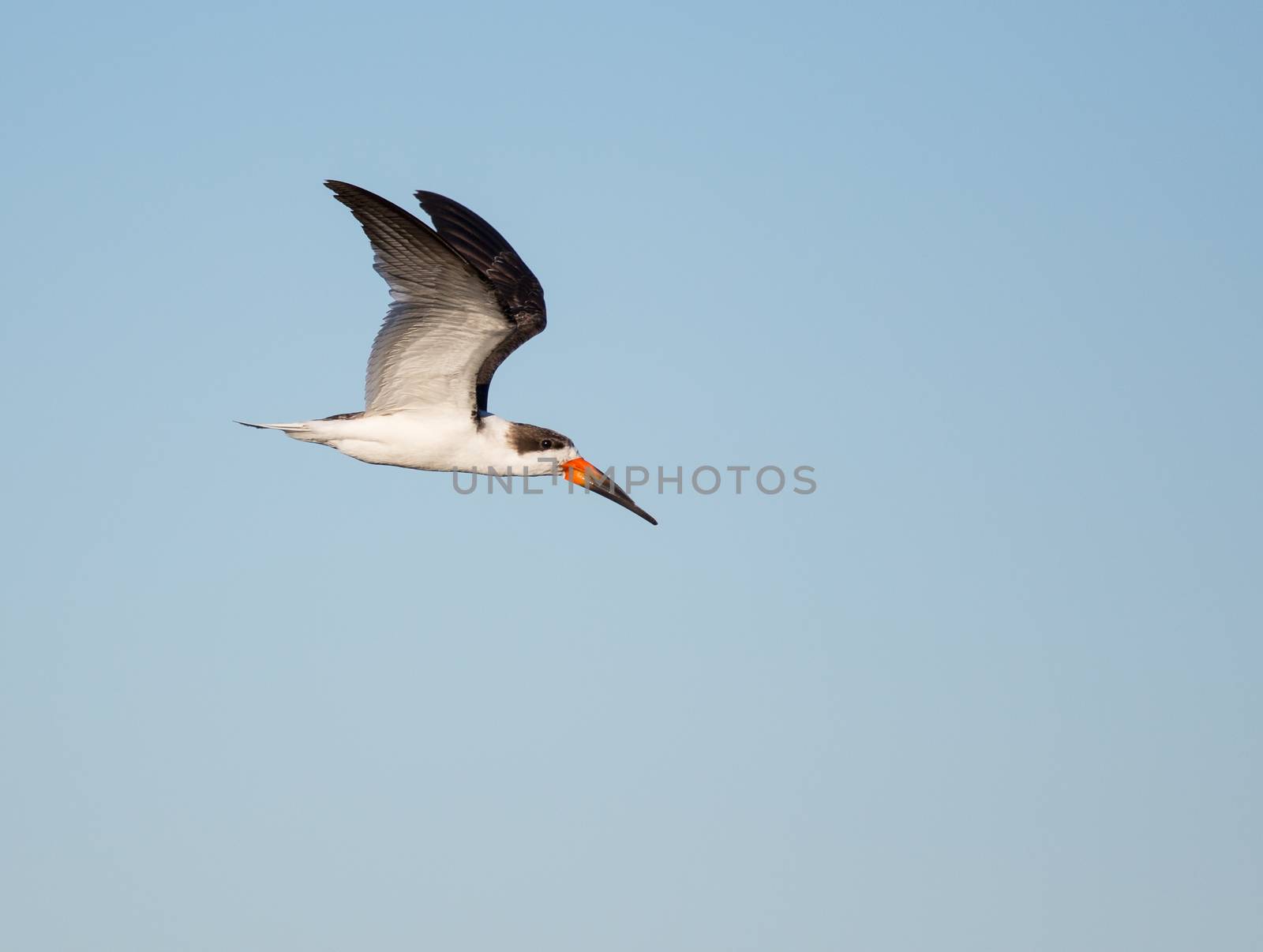 Black Skimmer In Flight by picturyay