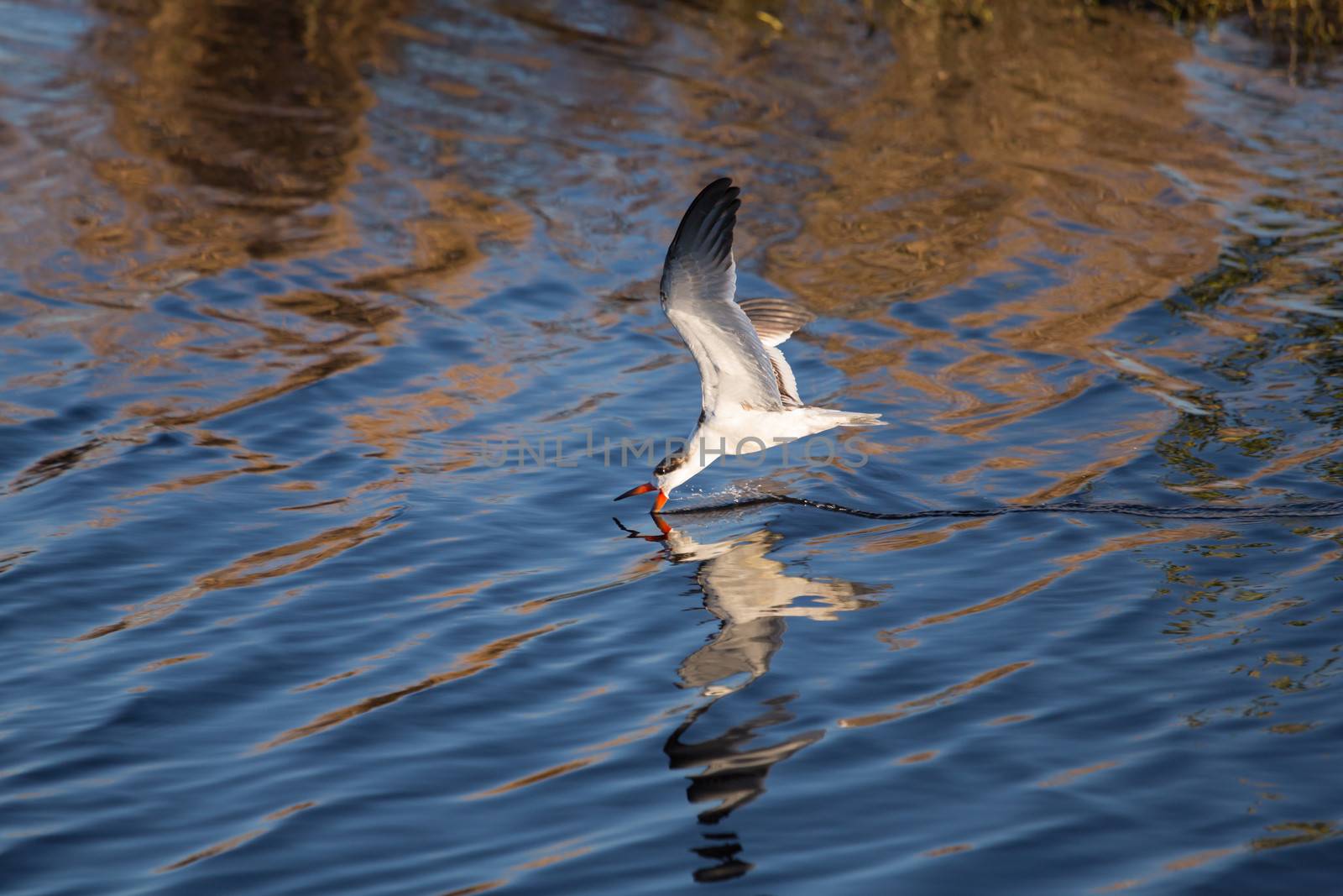 Black Skimmers look so graceful as they cut a line in the water in their search for fish.