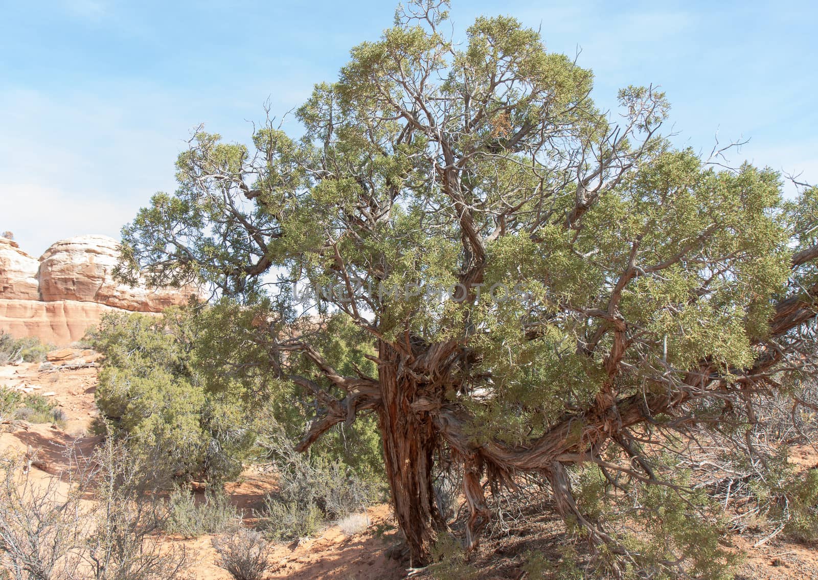 Tough Old Utah Juniper by picturyay