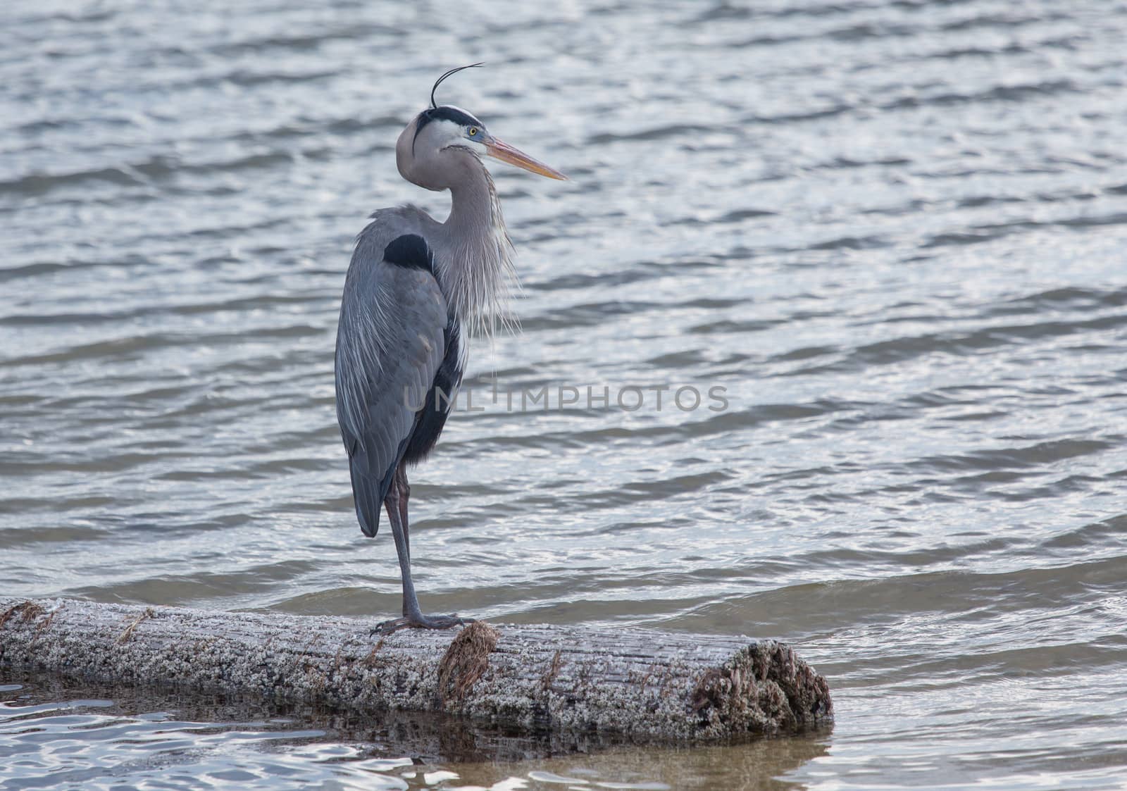 This Great Blue Heron is staring out over the waters and appears to be deep in thought.