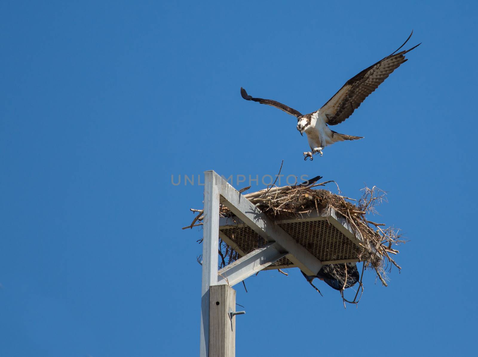 It looks like this Osprey is attacking a prey but it is actually landing in a nest shared with its mate.