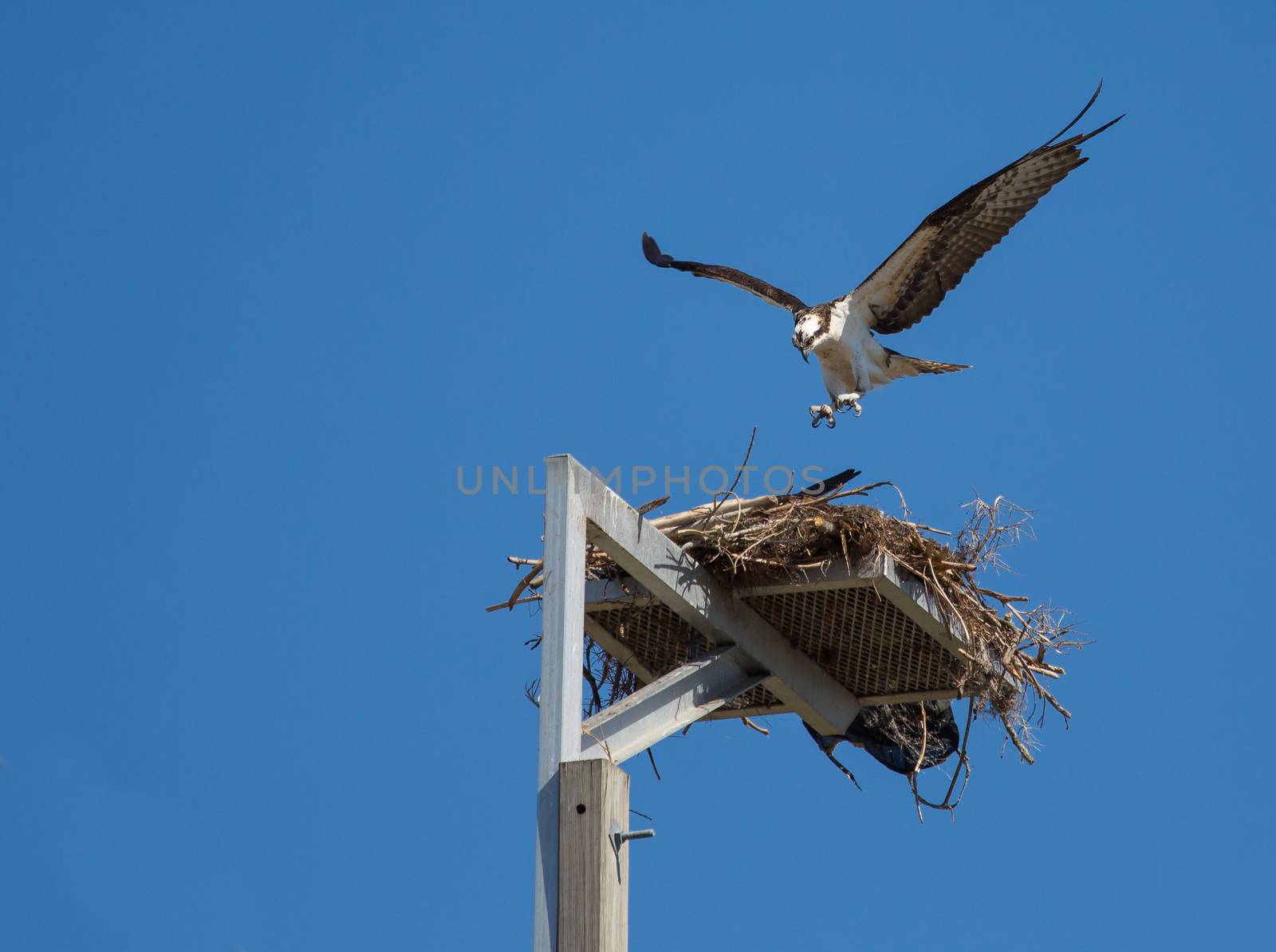 The Osprey is Landing by picturyay