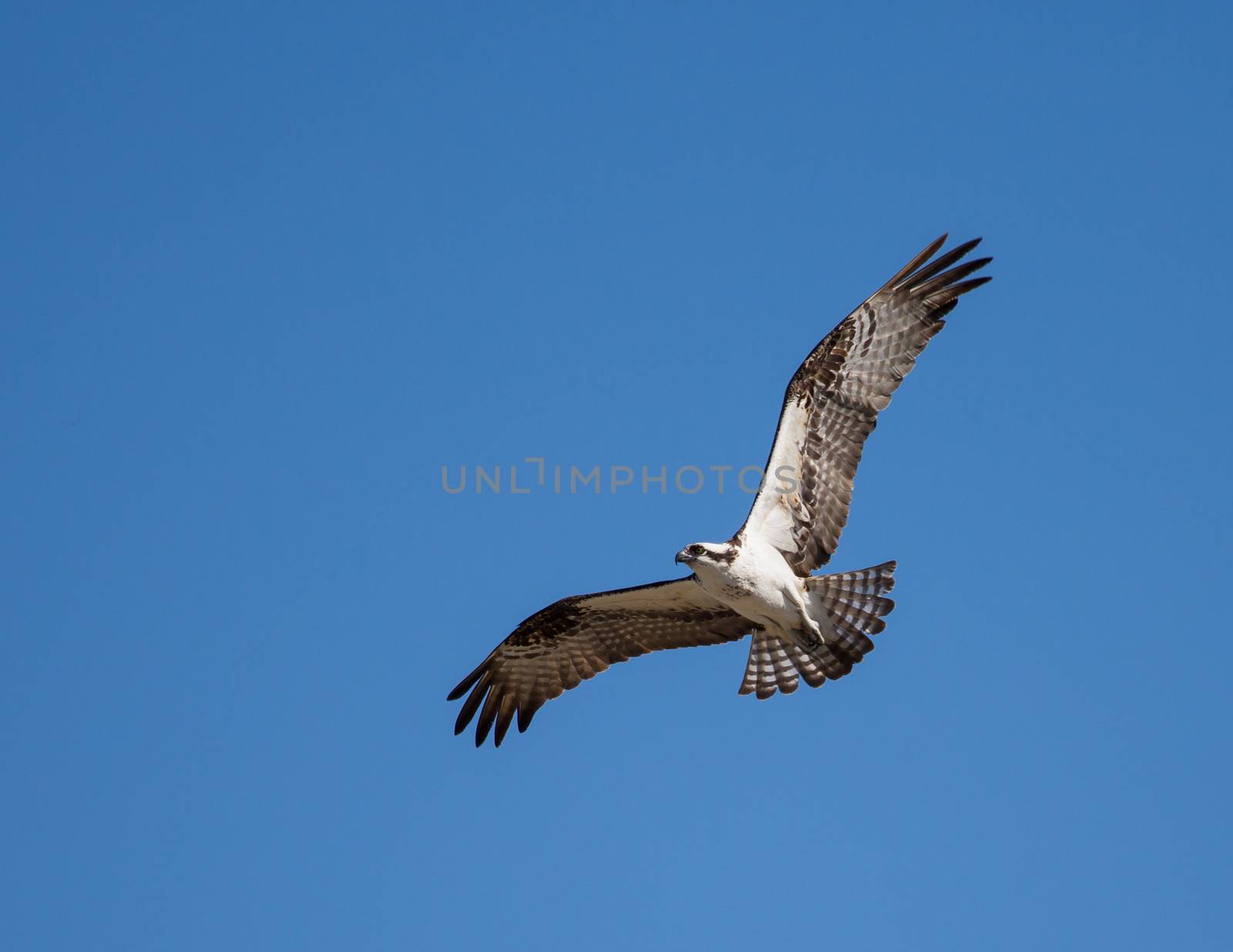 This Osprey is flying over his area on the eternal quest for food.