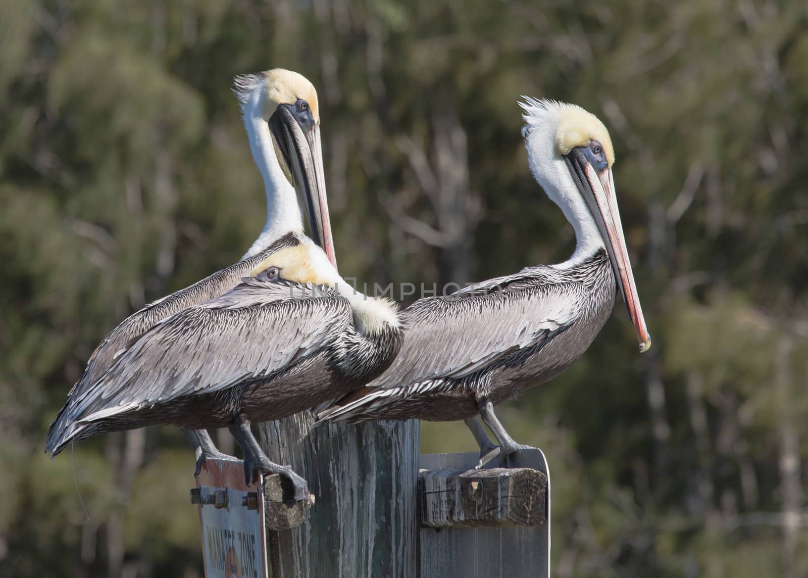 Two Pelicans On Watch and One Trying to Sleep by picturyay