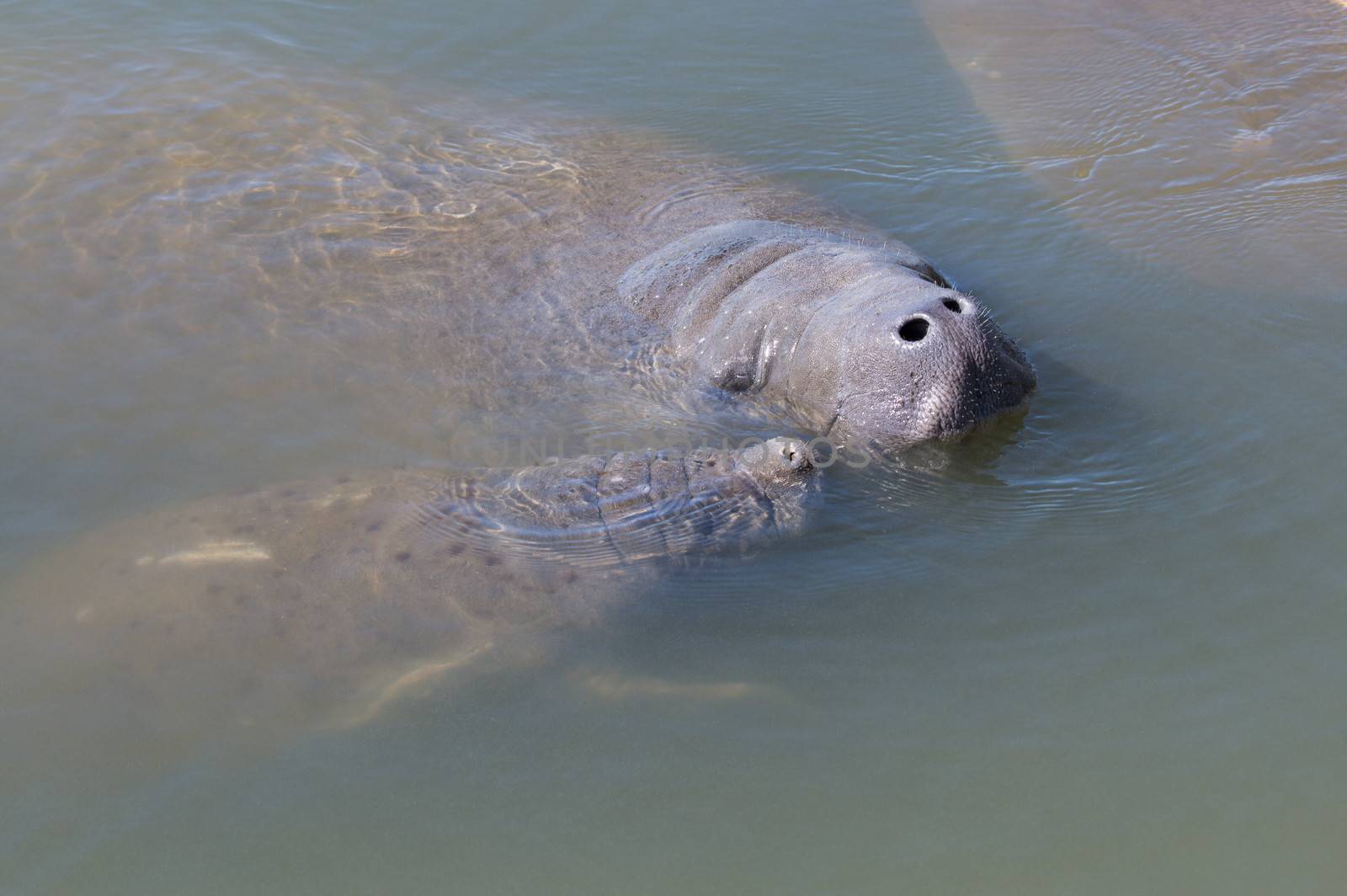 Manatee Mother and Youngster by picturyay