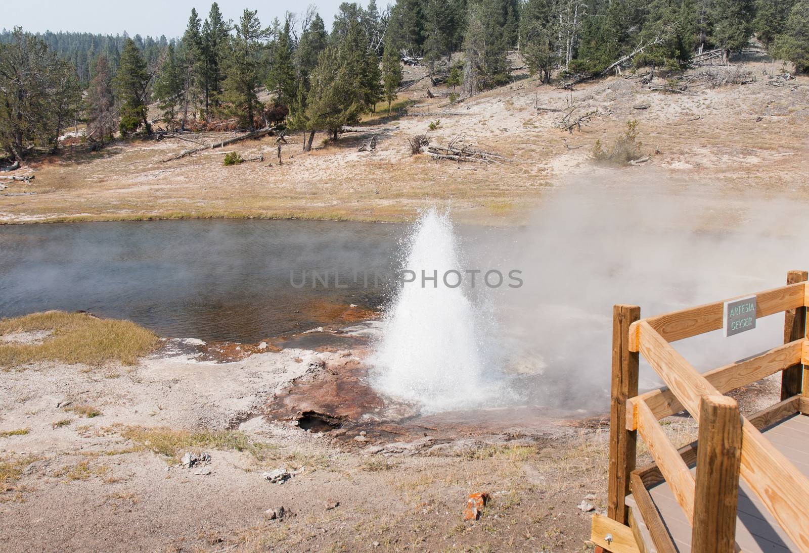 Yellowstone Artesia Geyser by picturyay