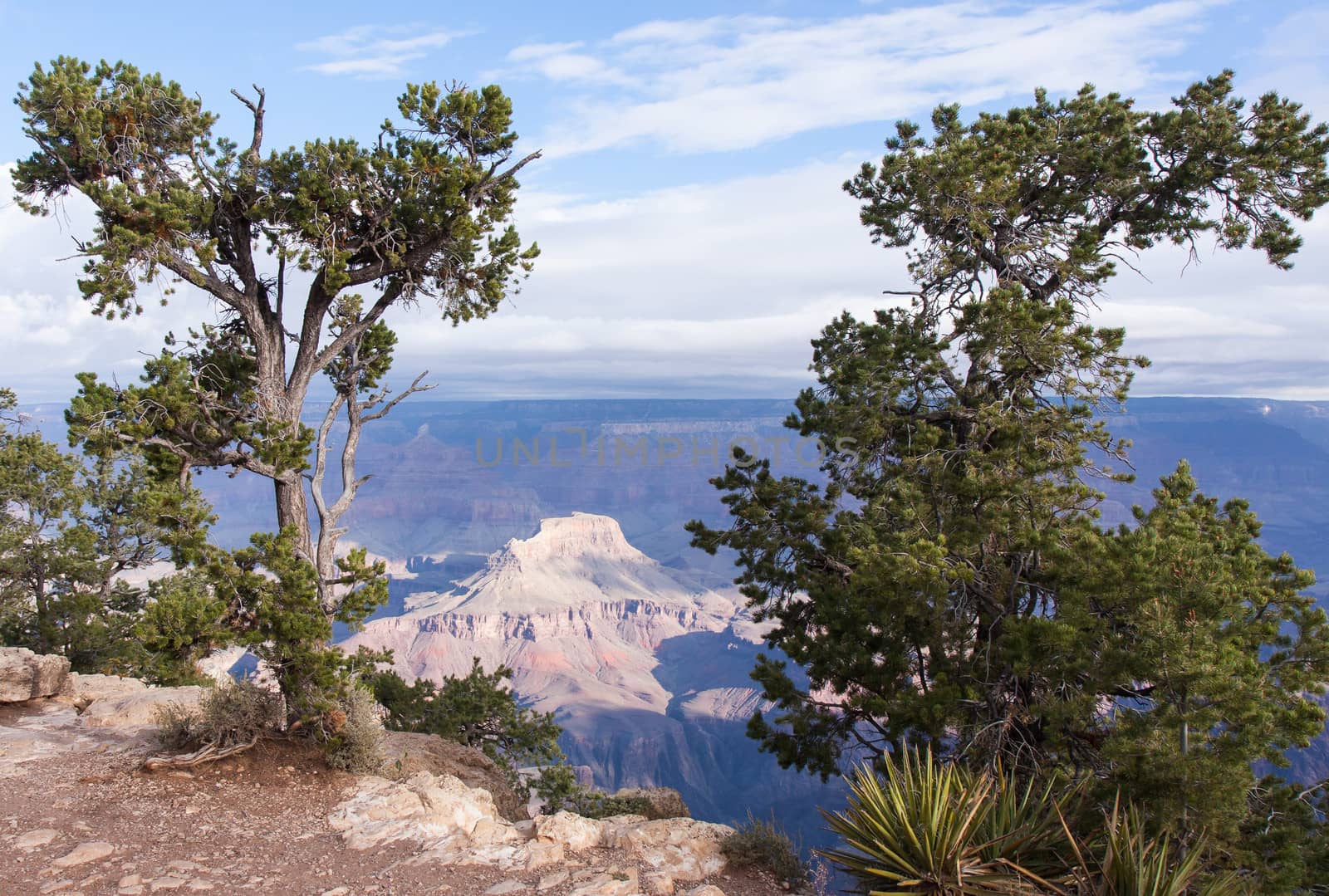 Two Utah Junipers are growing right on the South edge of the Grand Canyon.