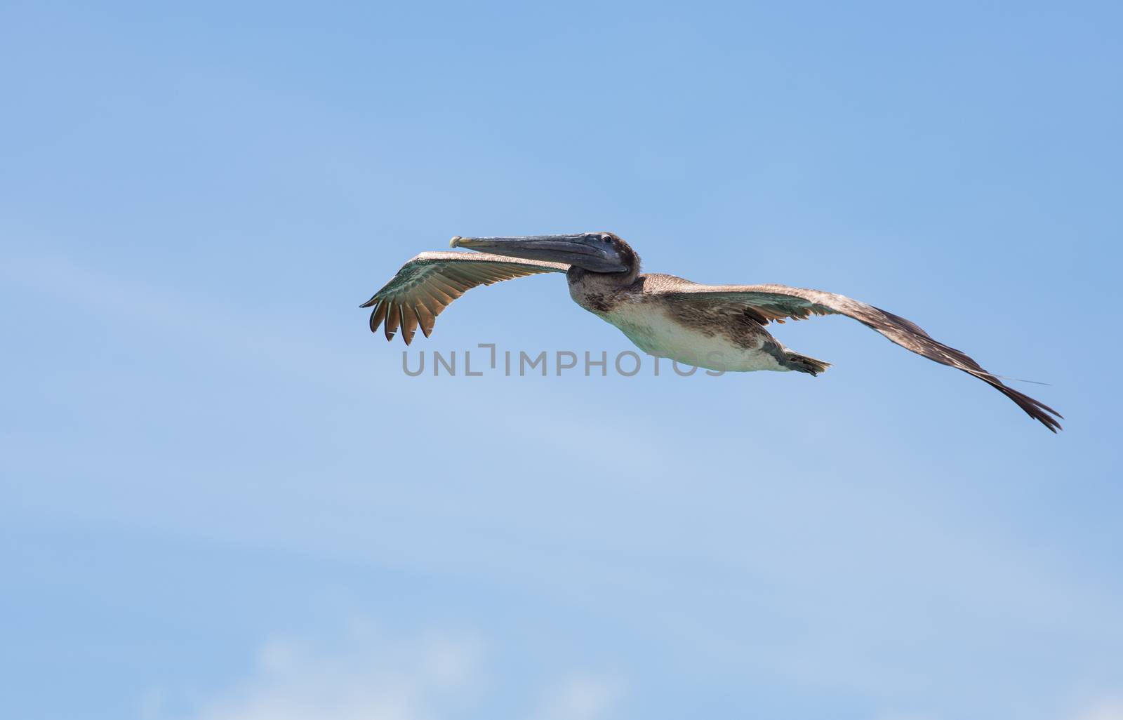 Brown Pelican in Cruise Mode by picturyay
