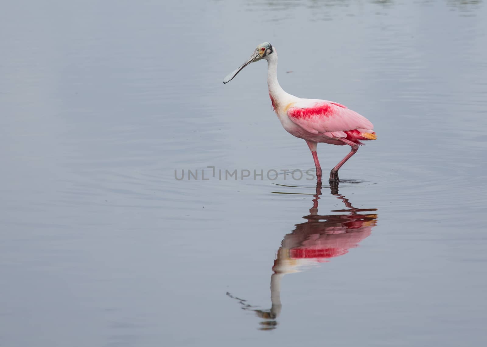 Spoonbill on a Stroll by picturyay