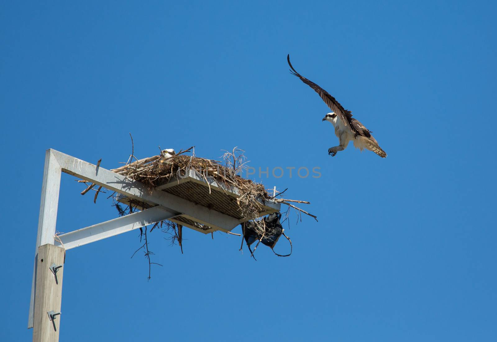 Osprey Returning Home by picturyay