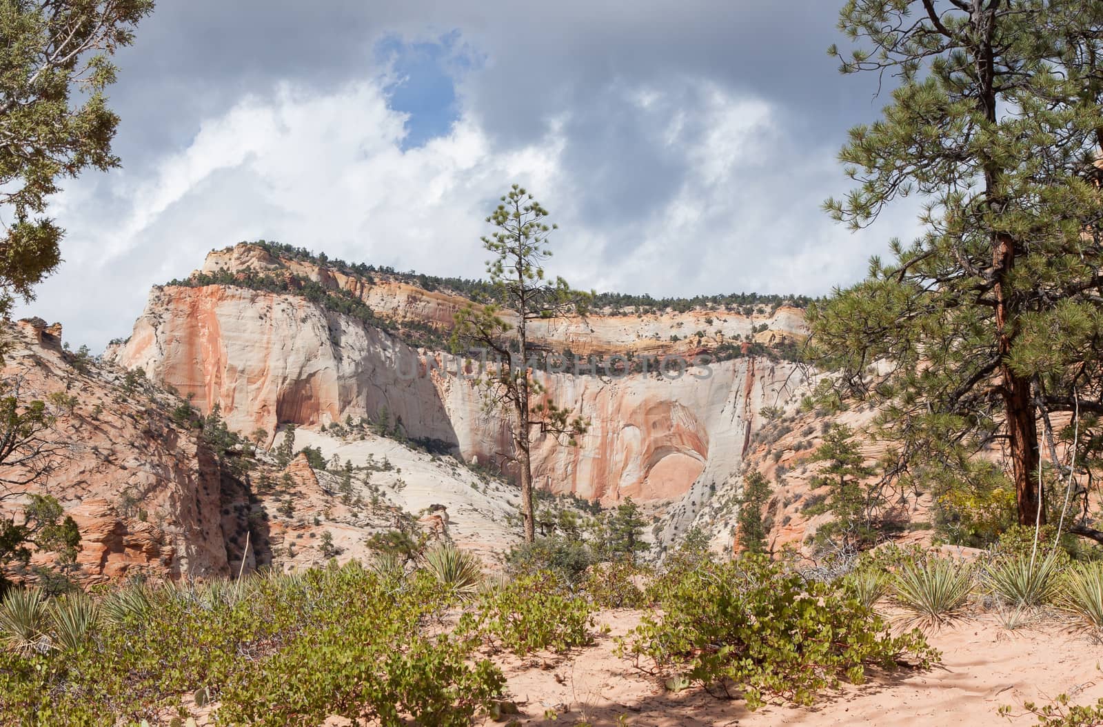 This was taken during the Fall in the upper plateau area of Zion National Park. The colorful sandstone stands brightly against a threatening sky.