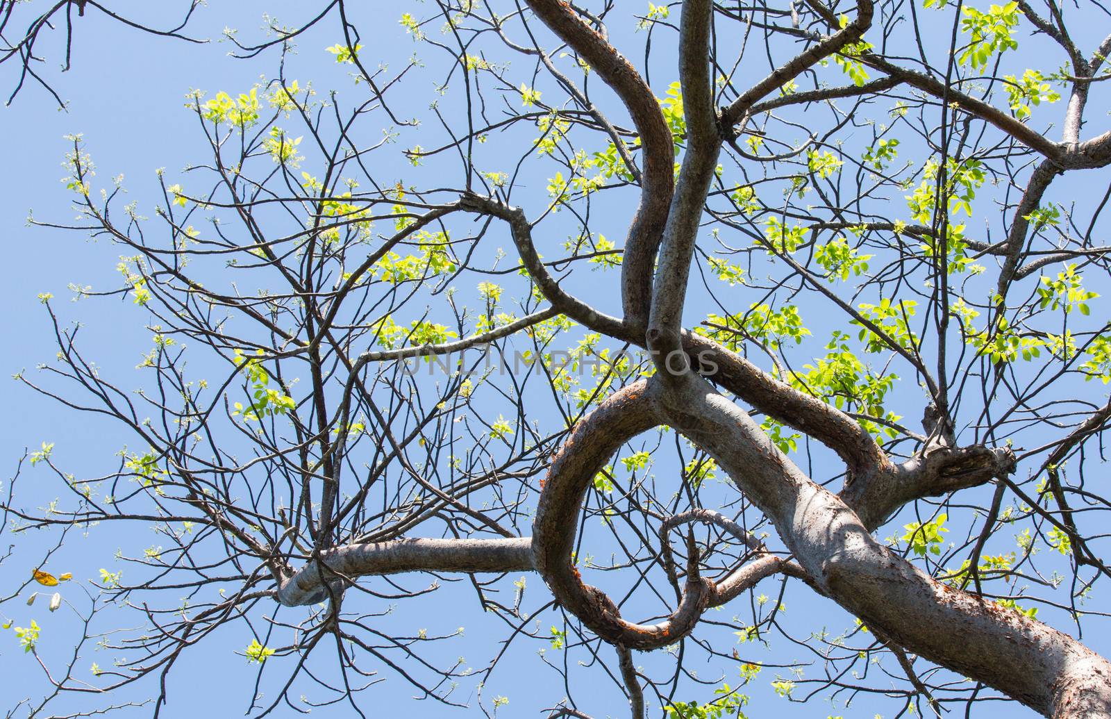 This image shows a Gumbo Limbo tree with bright green leaves during Spring in Key West