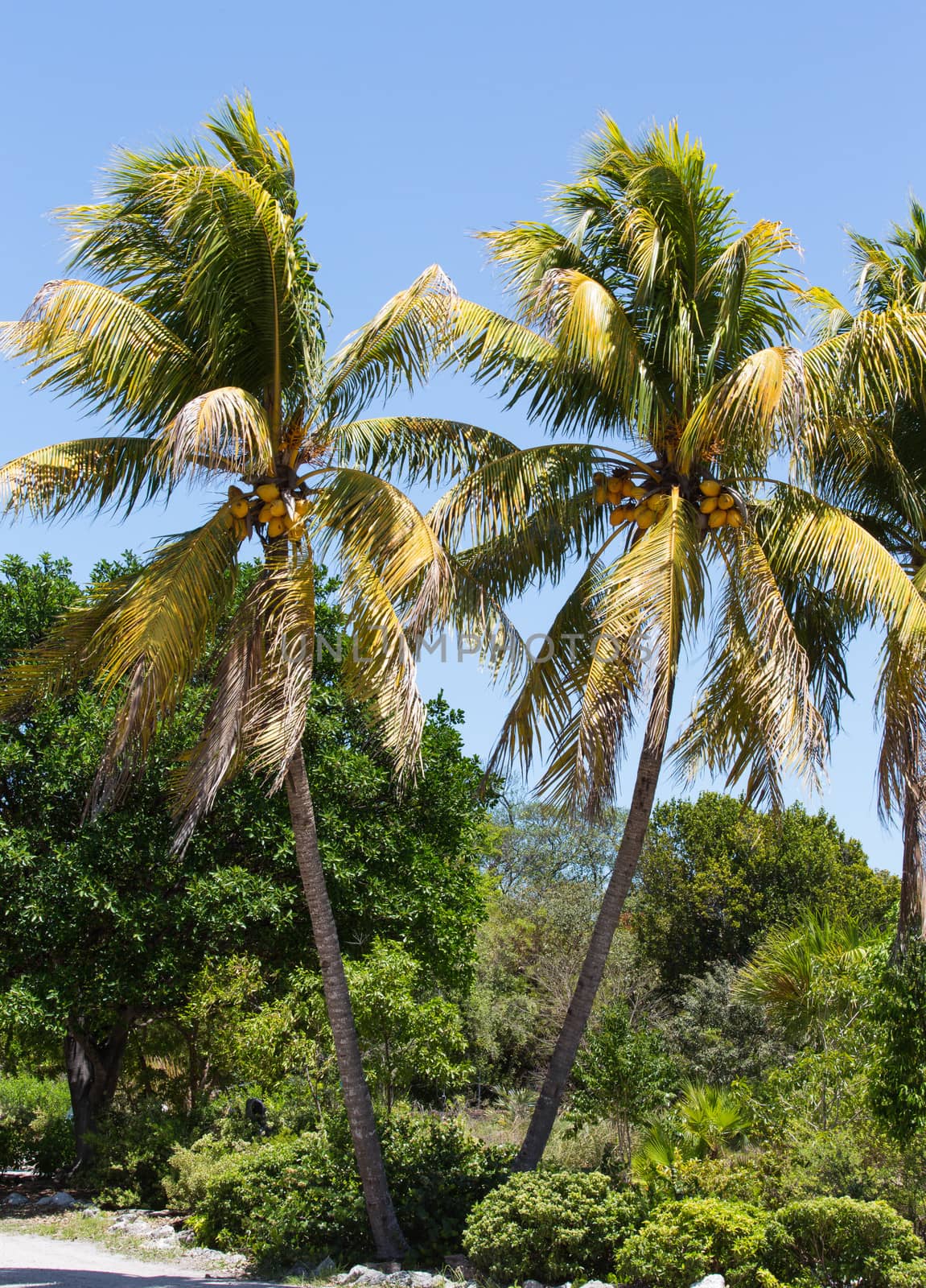 This image is of two palm trees in Key West loaded with coconuts.
