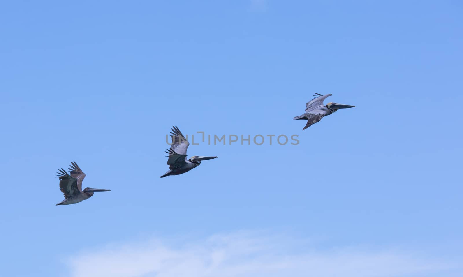 These three Brown Pelicans are flying in formation at Marathon Key.