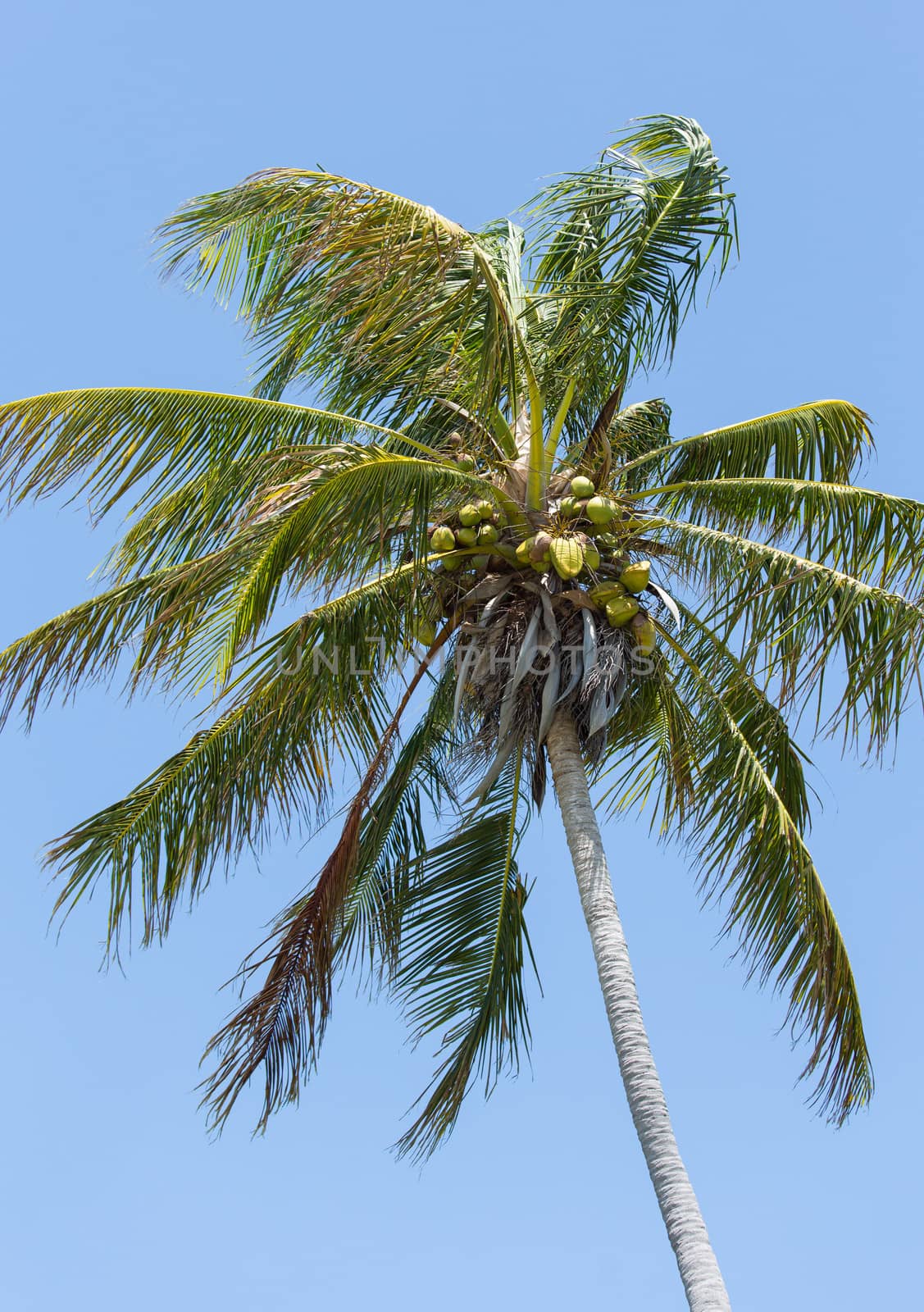 This windblown palm tree is carrying a large number of coconuts.