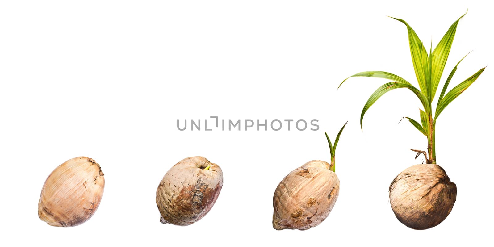 Coconut on white background by Thanamat