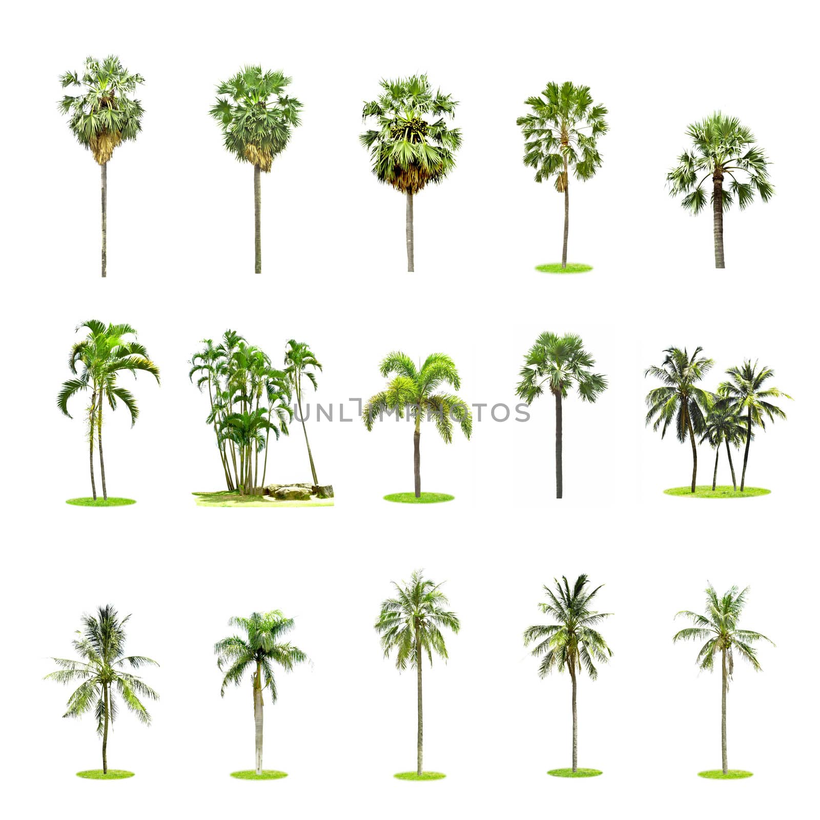 Set of palm and coconut trees on white background