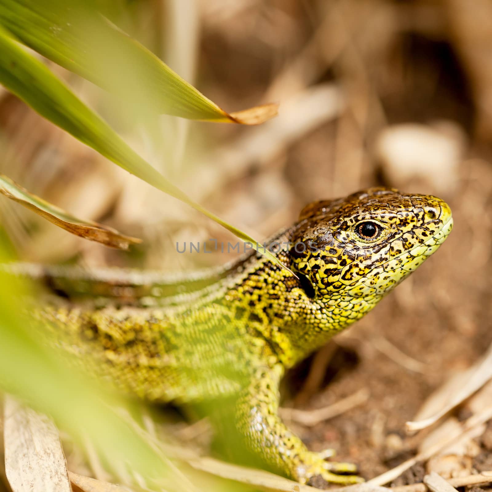 green and brown lizard macro closeup in nature outdoor summer by juniart