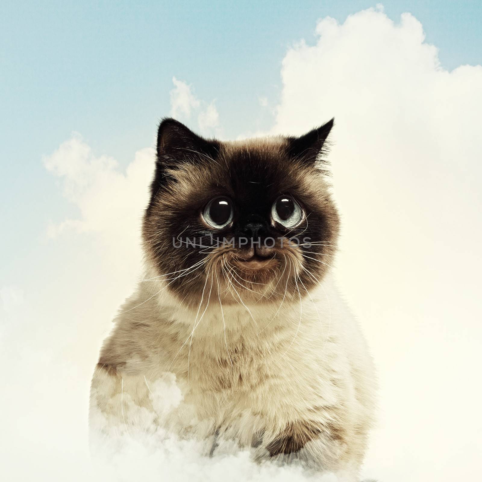 Funny fluffy cat against color background by sergey_nivens