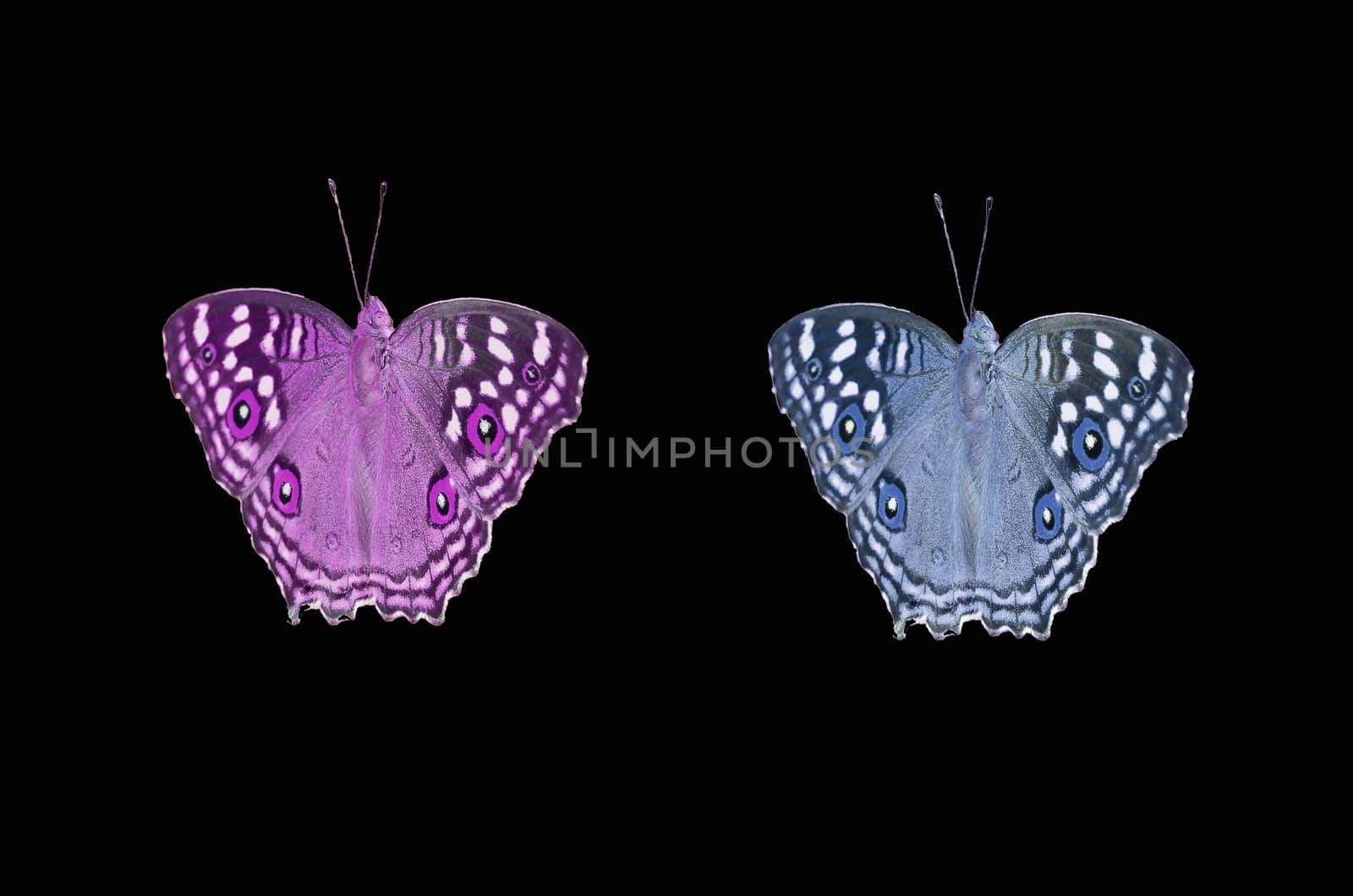 Multi colored butterfly on black background