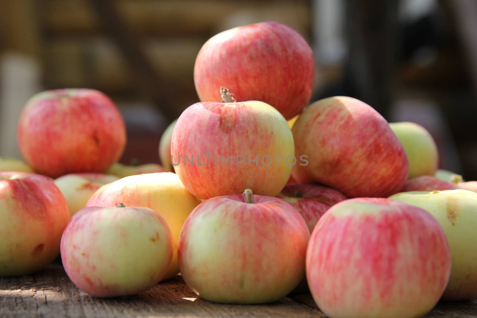 ripe red apples in autumn sunny day