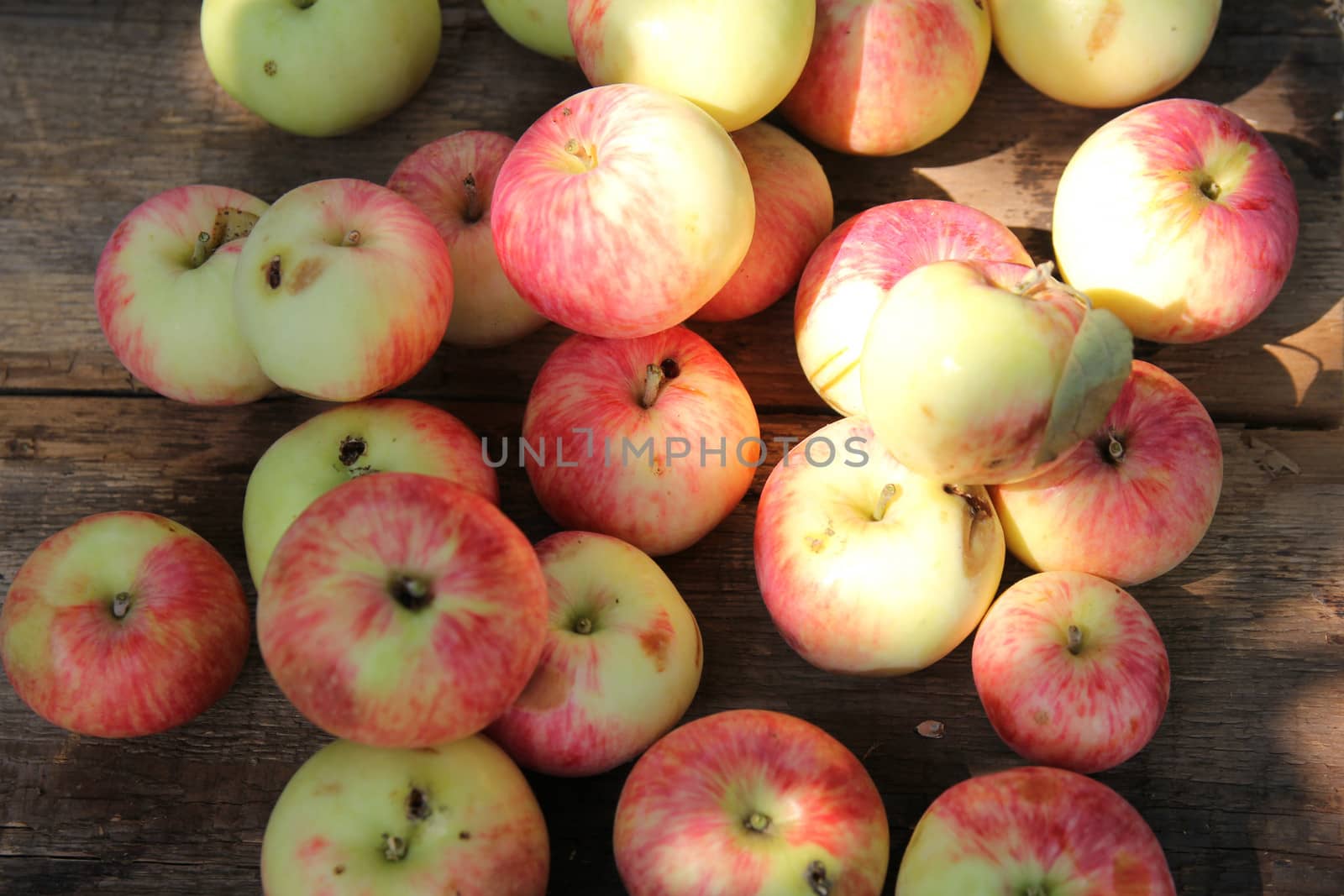 ripe red apples in autumn sunny day