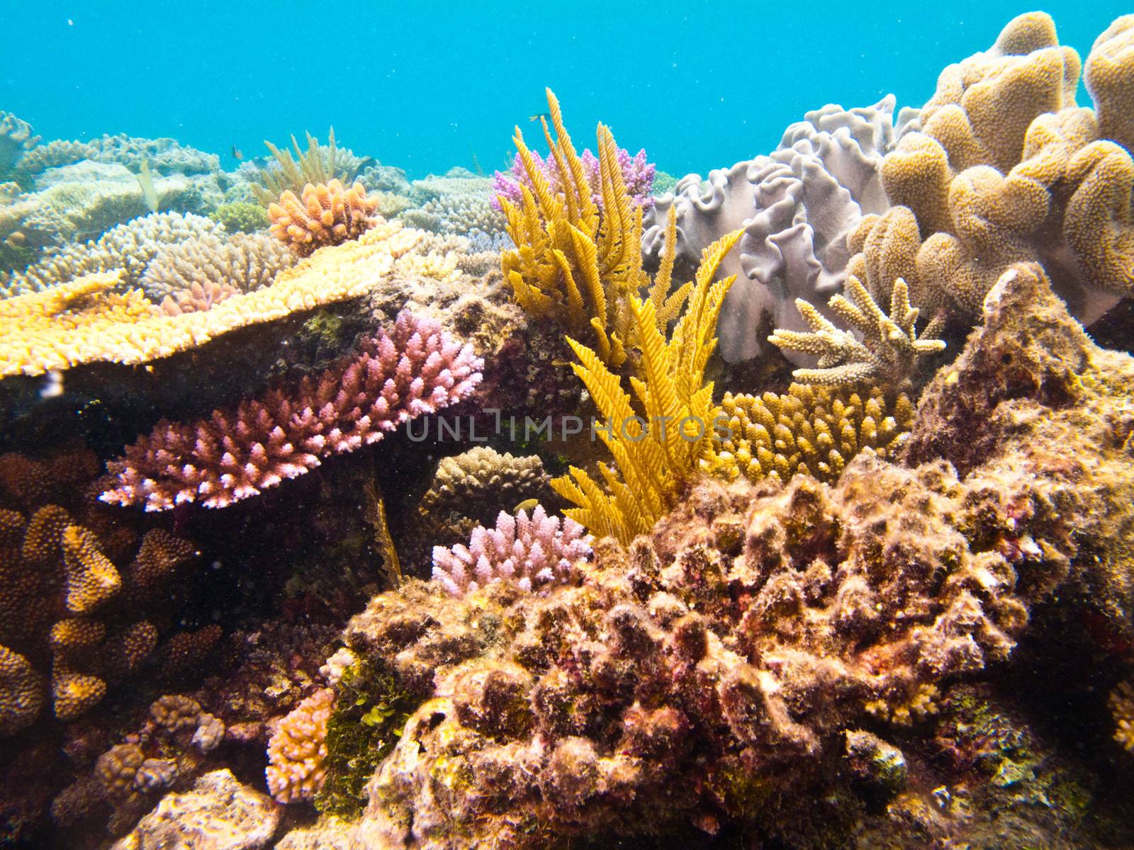 View underwater shot of the fantastic plant life of the coral reef.