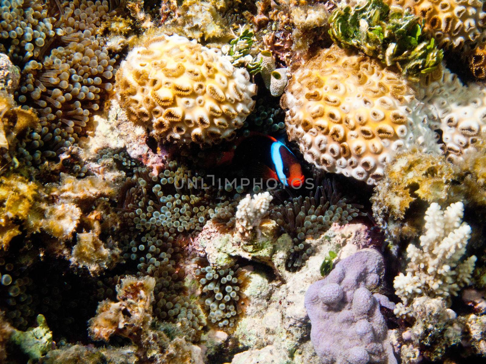 Single clown fish swimming in the ocean amongst some coral reef.