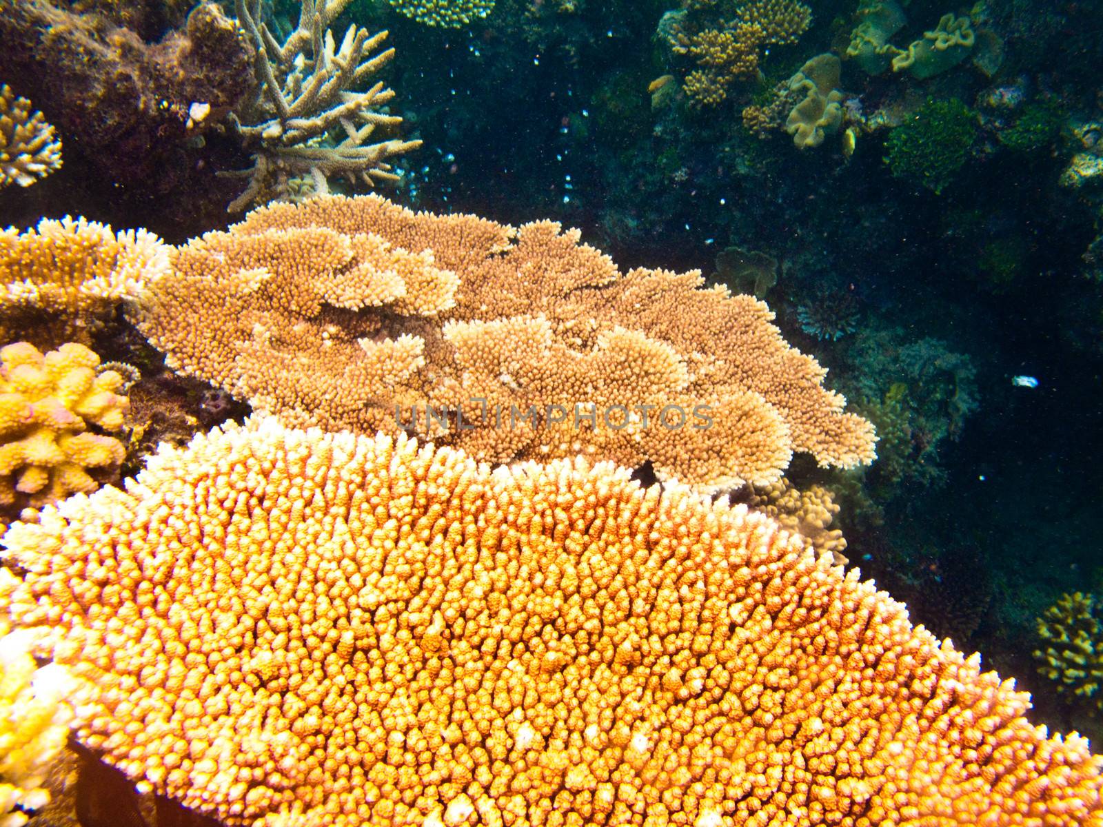 View underwater shot of plant life of the coral reef.